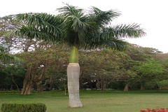 Roystonea regia